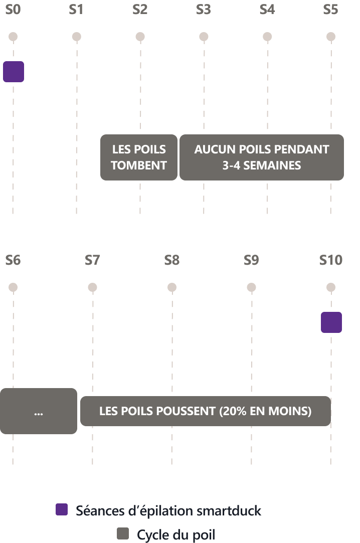 Frise chronologique du cycle du poil sur 10 semaines. Une séance de laser smartduck a lieu en semaine 0 et la suivante en semaine 10. Semaine 2 : les poils tombent. Semaines 3 à 6 : aucun poil pendant 3 à 4 semaines. Semaines 7 à 10 : les poils repoussent, avec 20 % de poils en moins. Chaque séance élimine environ 20 % des poils actifs ; 6 à 10 séances sont nécessaires selon les cas.